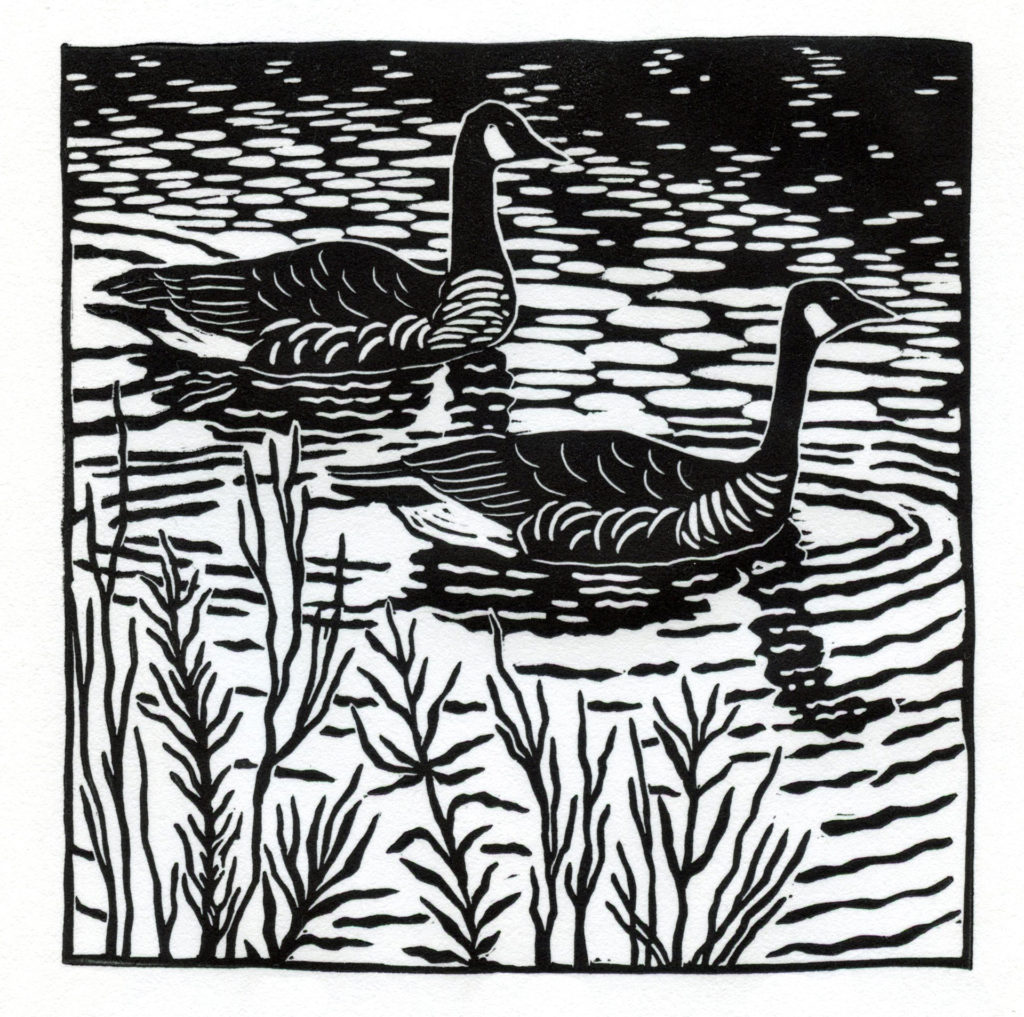linocut of 2 Canada Geese in water with vegation in foreground