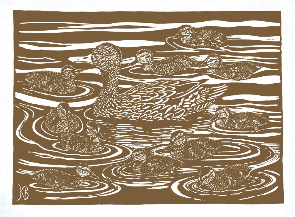 linocut printed with brown ink on white paper of female mallard duck and her ducklings swiming around her.