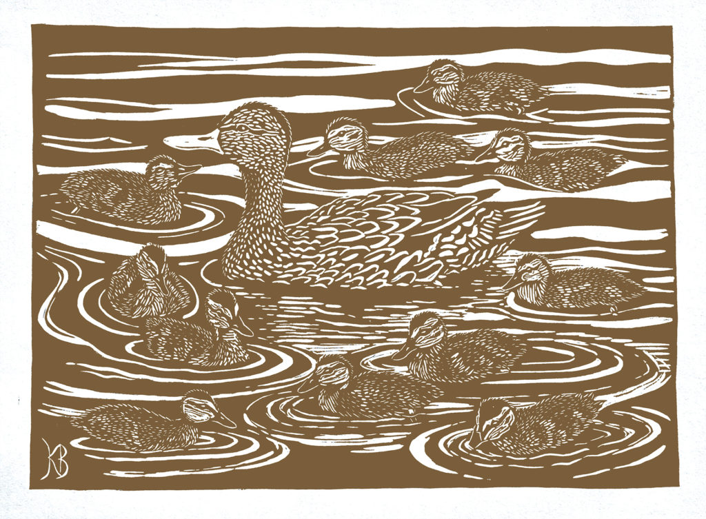linocut printed with brown ink on white paper of female mallard duck and her ducklings swiming around her.