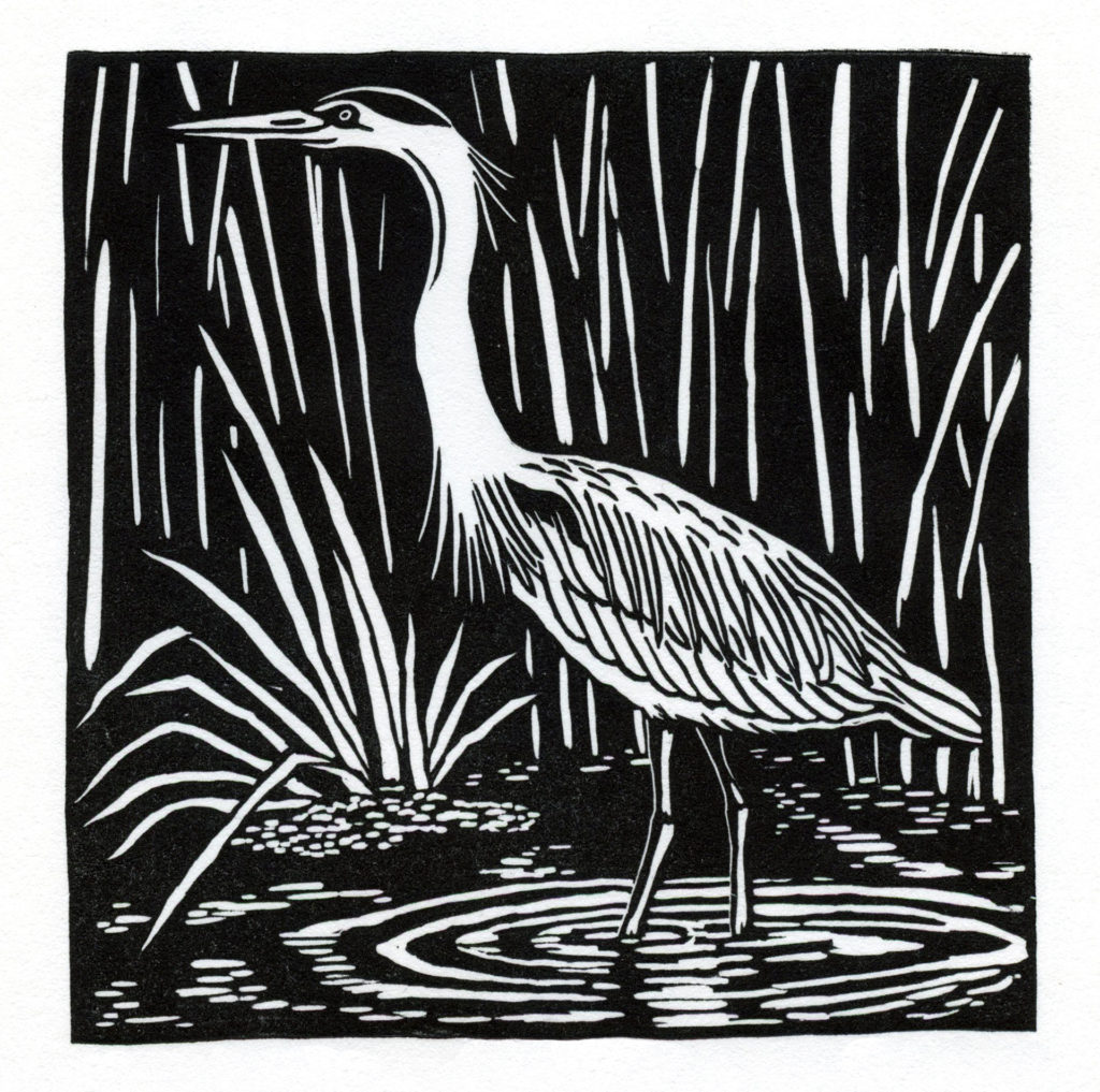 Linocut of great blue heron wading in rippled water with tall reeds in the background