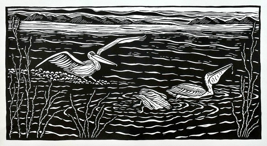 linocut of 3 pelicans in a lake; one is landing on the water, one is upside down in the water looking for fish, one has a fish in it's pouch